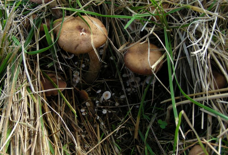 A caccia di Igrofori nei pascoli alpini